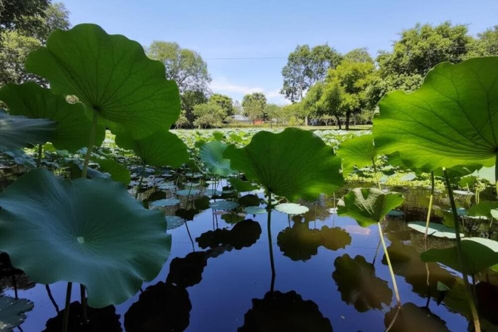 Hình ảnh ao sen đầu làng mang đến cho du khách sự gần gũi, thân thương.